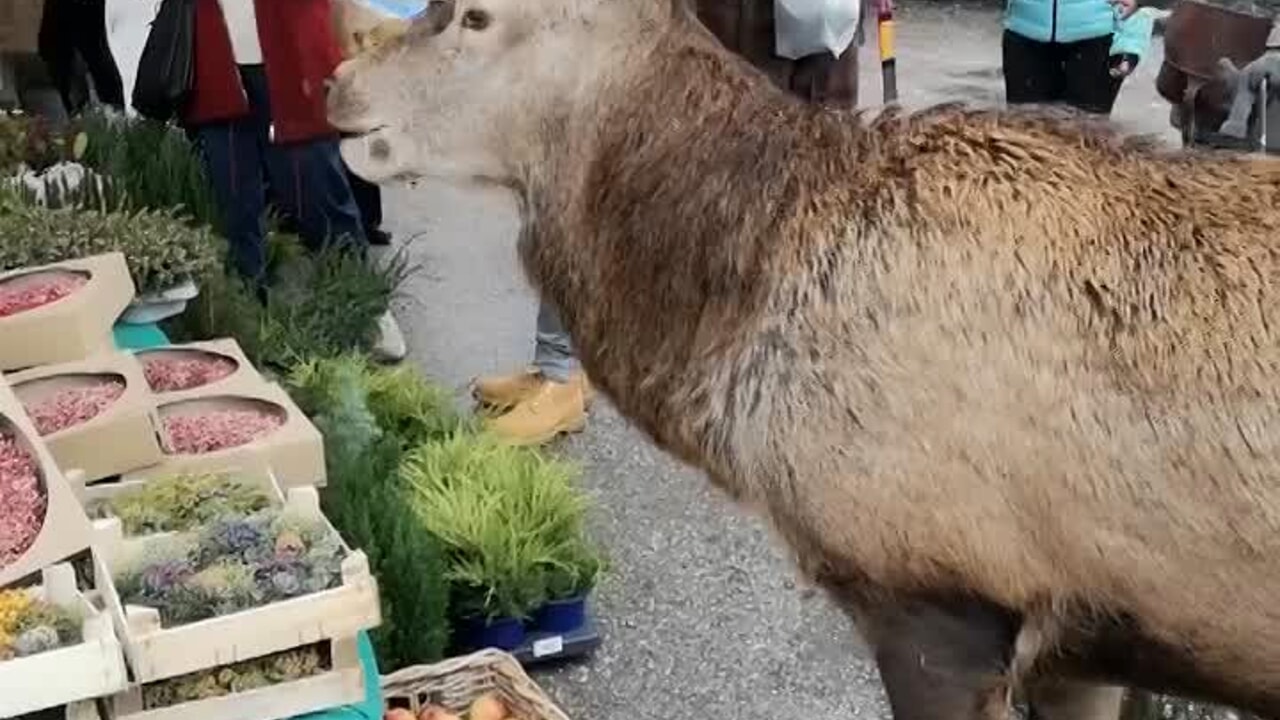 VIDEO | Al mercato spunta un cliente inaspettato: cervo immortalato a fare la spesa