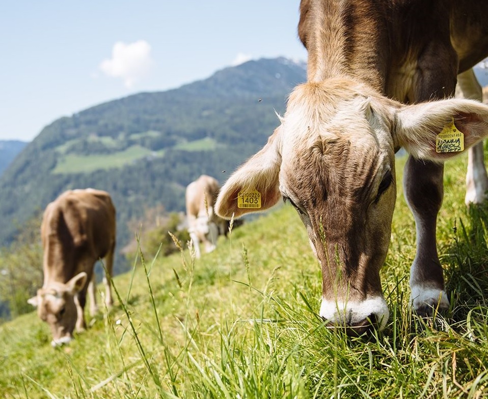 I bovini scappano e vengono investiti dal treno, la Polizia di Siracusa denuncia il proprietario