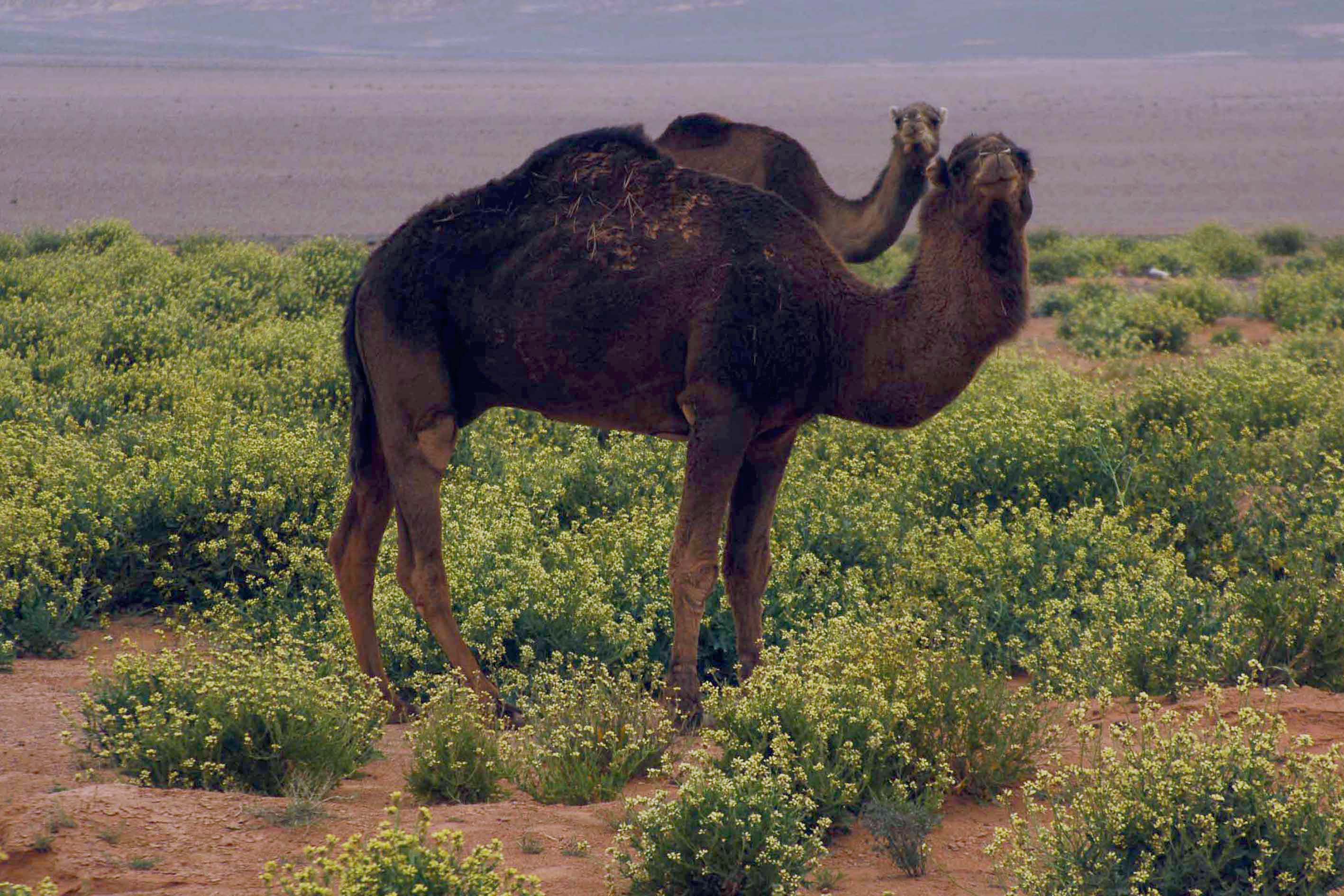 Dromedario fugge da un circo e va a passeggio in città: traffico in tilt