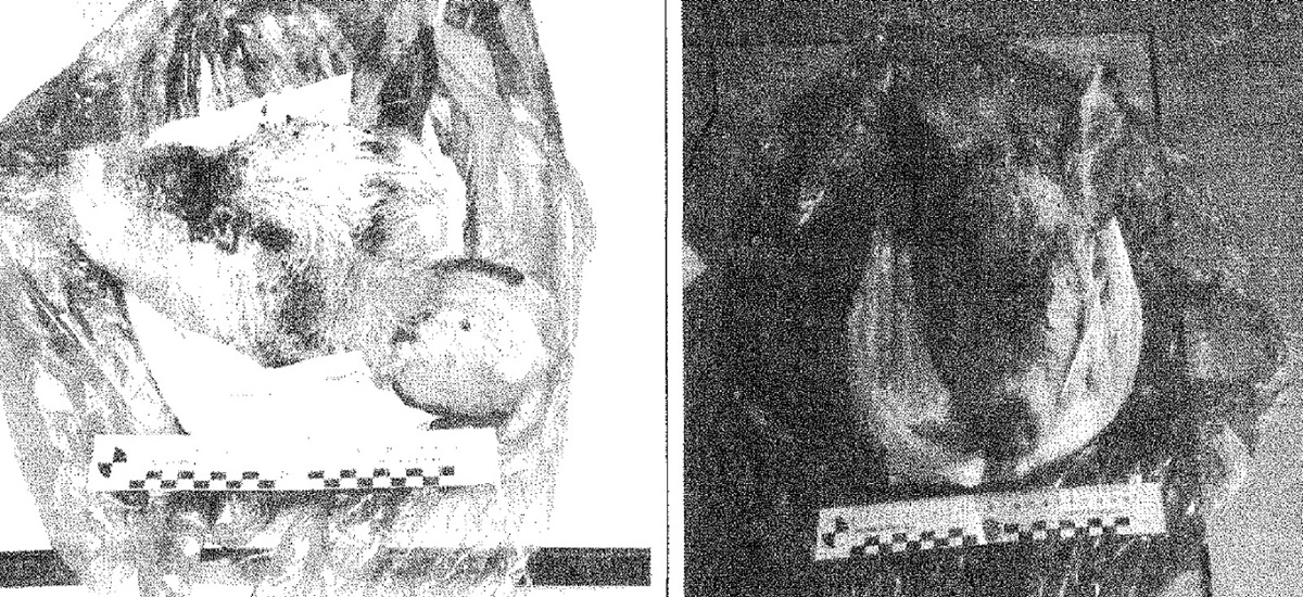 Forze dell’ordine e mafia, tra favori e teste di maiale: così Musto “regnava” su Niscemi