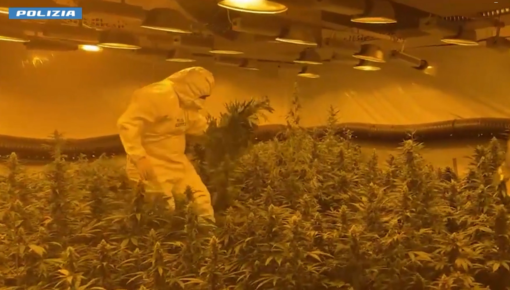 VIDEO | Maxi piantagione di marijuana in centro storico, la Polizia arresta 76enne “insospettabile”