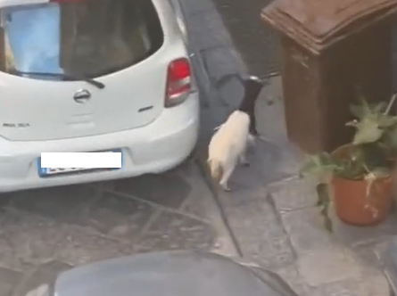 VIDEO | Capra in fuga a Catania, il curioso inseguimento a San Cristoforo