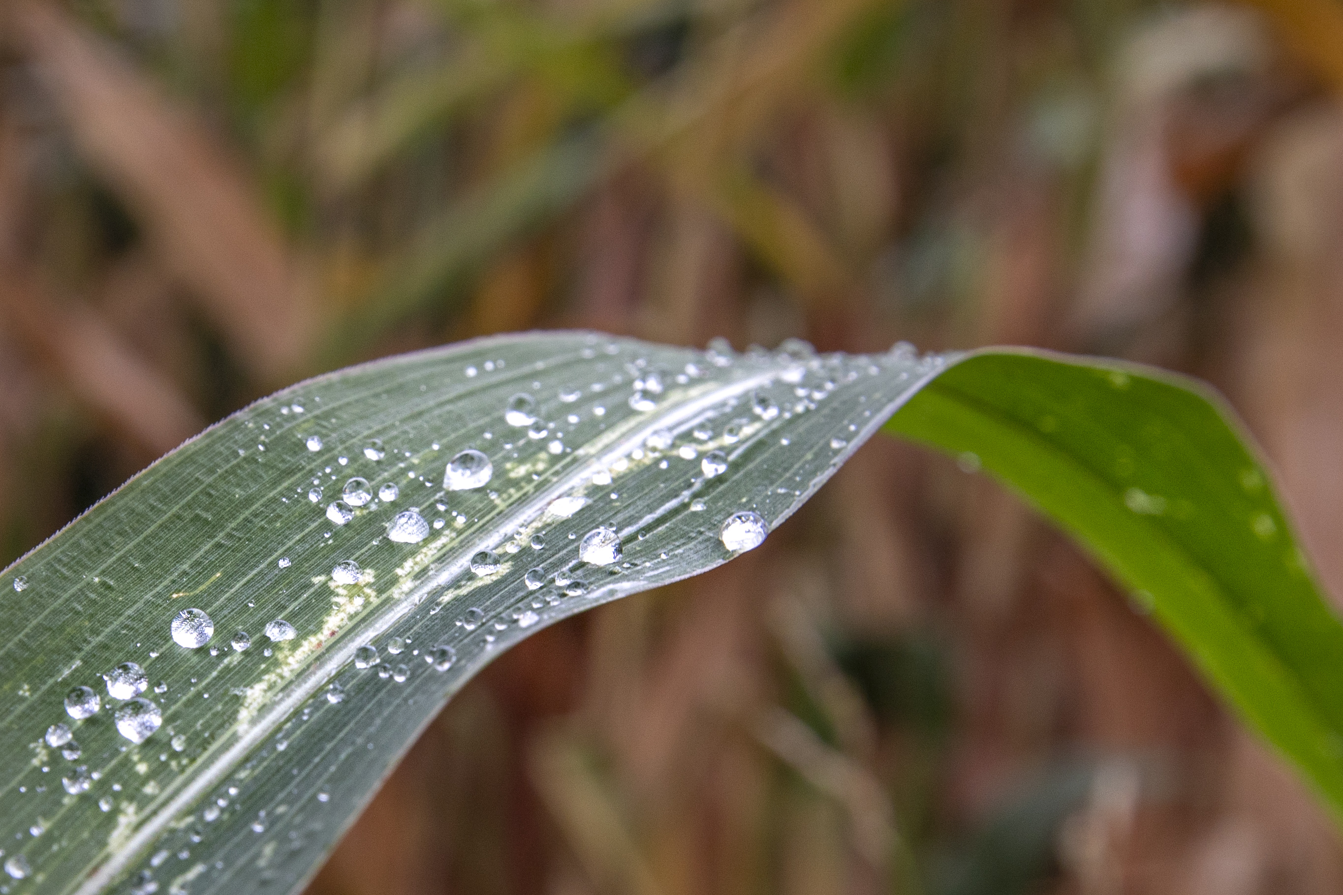 Per una settimana incastrato nel suo camion distrutto, 27enne sopravvive bevendo acqua piovana