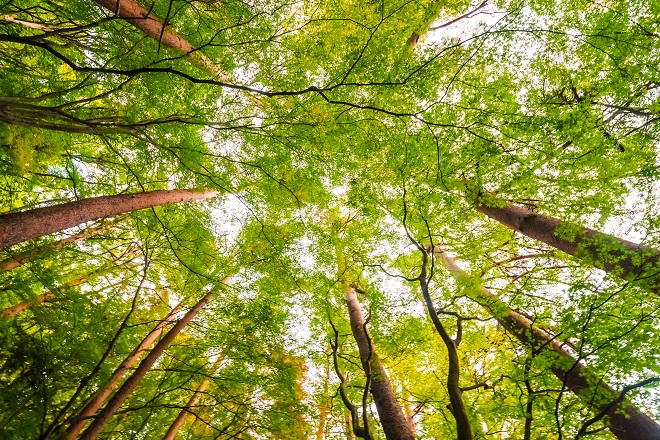 Messina, venti milioni destinati alla riforestazione