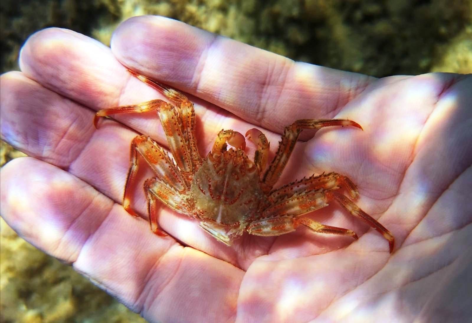 Ribera, laboratorio scientifico sulla spiaggia di Seccagrande