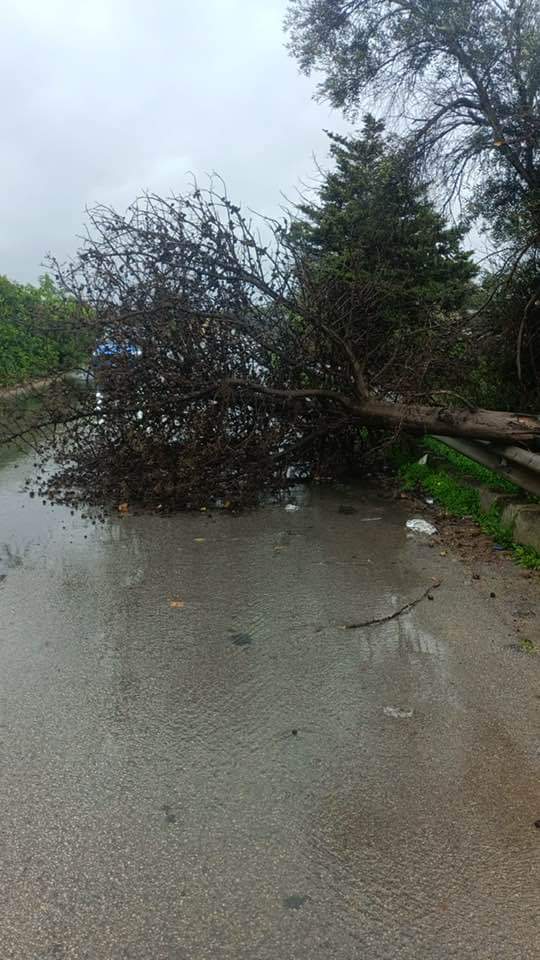 Albero cade sulla Sp2, Vittoria isolata da Acate: le immagini Albero cade sulla Sp2, Vittoria isolata da Acate: le immagini