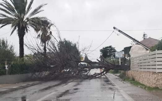 Albero cade sulla Sp2, Vittoria isolata da Acate: le immagini Albero cade sulla Sp2, Vittoria isolata da Acate: le immagini