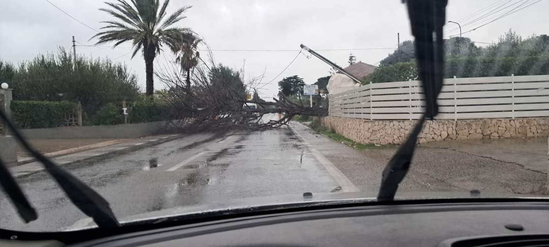 Albero cade sulla Sp2, Vittoria isolata da Acate: le immagini Albero cade sulla Sp2, Vittoria isolata da Acate: le immagini