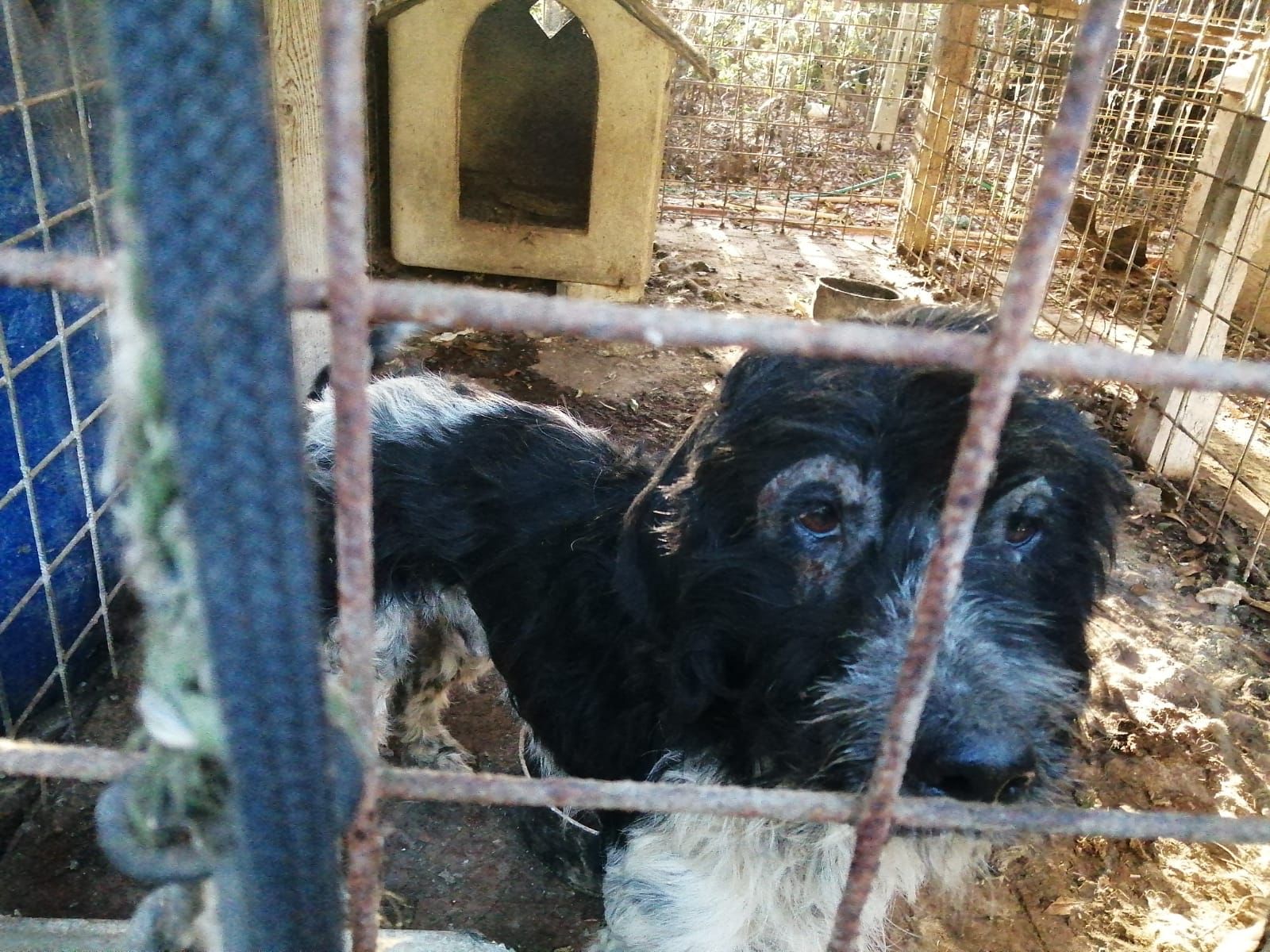 VIDEO | Pelle e ossa, relegati in fetidi box: 6 cani da caccia salvati dall’OIPA 