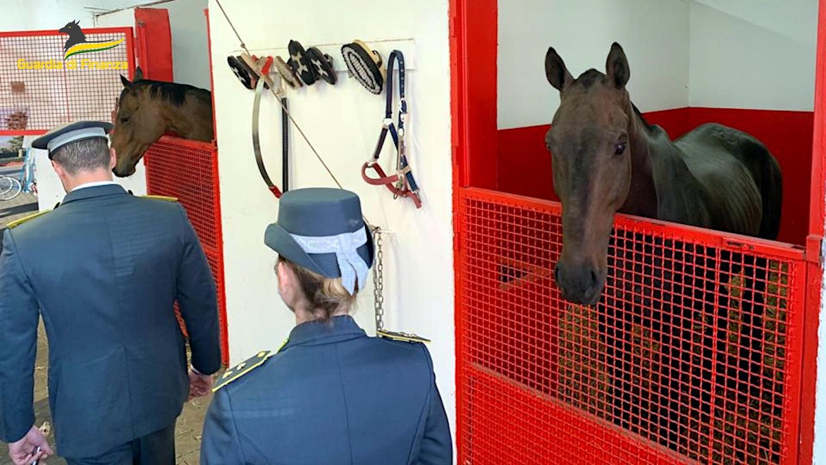 VIDEO | Un “impero” della carne costruito grazie all’evasione nel Catanese: scatta maxi confisca