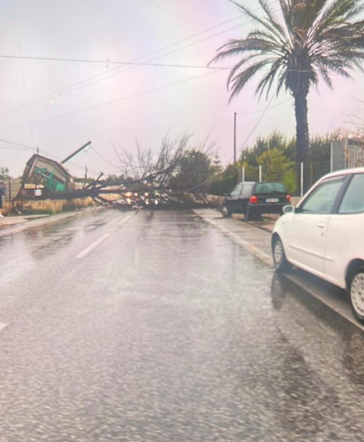 Albero cade sulla Sp2, Vittoria isolata da Acate: le immagini Albero cade sulla Sp2, Vittoria isolata da Acate: le immagini