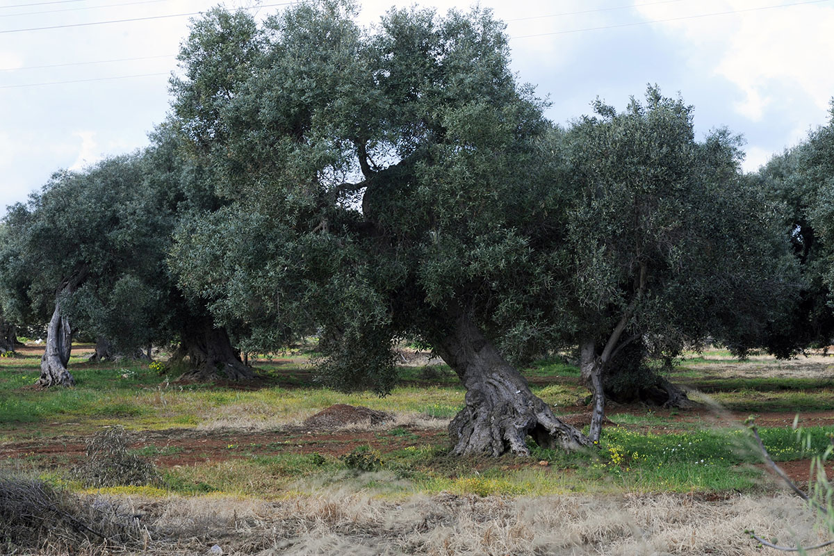 Agriturismo, in Sicilia crescita sempre più “rosa”