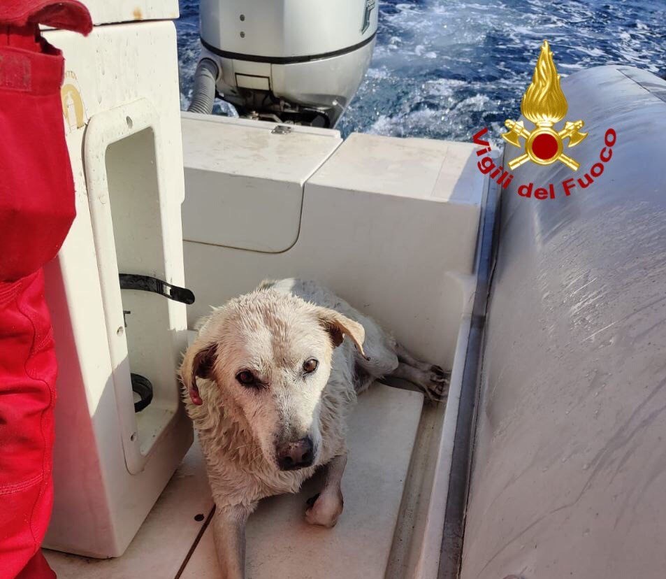 Cane finisce a mare a Messina, salvato dai vigili del fuoco