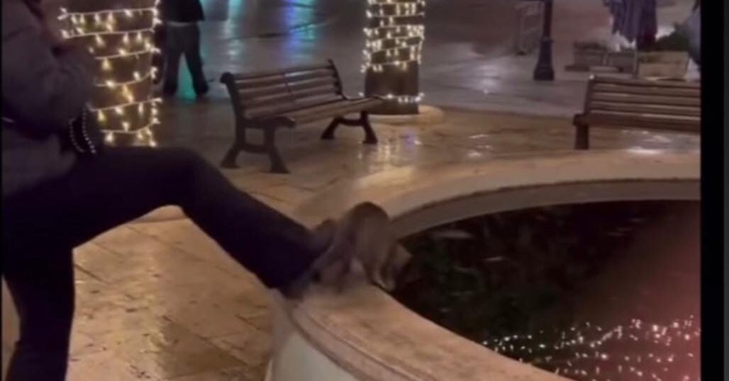 Orrore in centro: gattino viene gettato con un calcio in una fontana e muore annegato