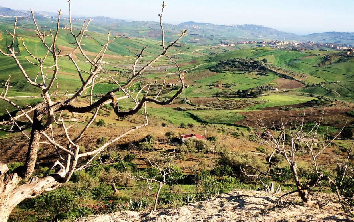 Raffadali punta a diventare l’altra città dell’oro verde