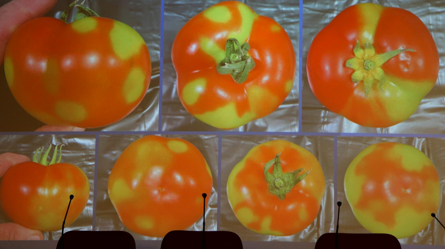 Il nuovo virus che minaccia il pomodoro. Davino: “Può causare danni importanti”