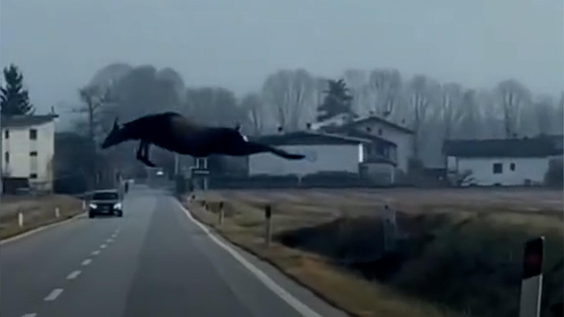 VIDEO | Un cervo decolla in strada a tutta velocità: il salto è virale