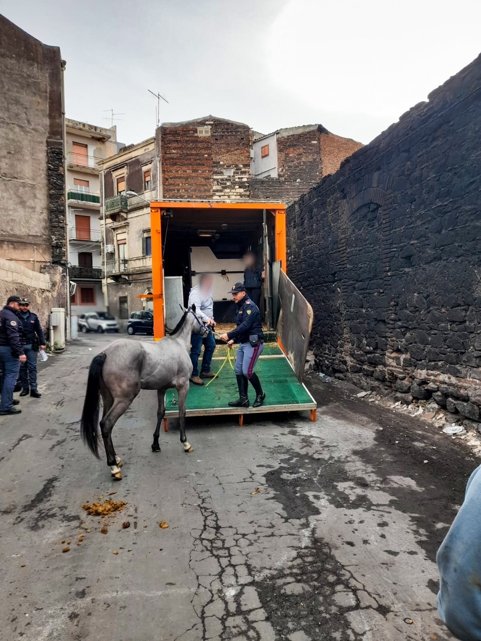 Galleria foto 'VIDEO | Catania, controllate tre stalle: sequestrati quattro cavalli e farmaci dopanti' - foto 2