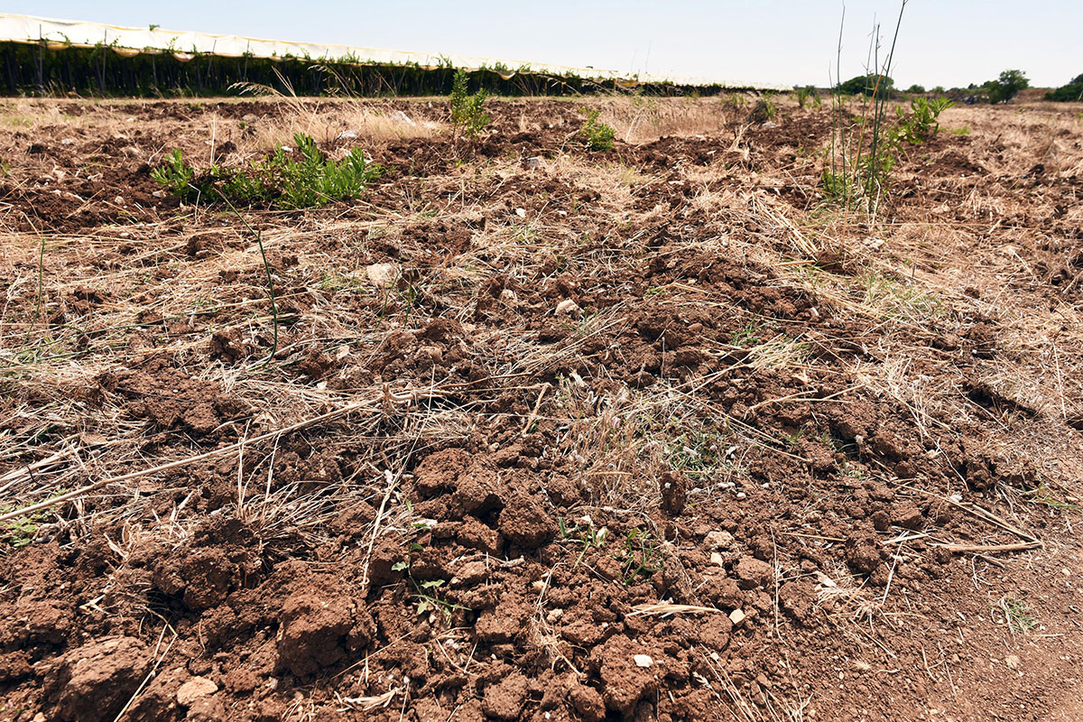 Siccità, la deroga della Regione al divieto di spargere letami nei campi: “Necessario nutrire i terreni”