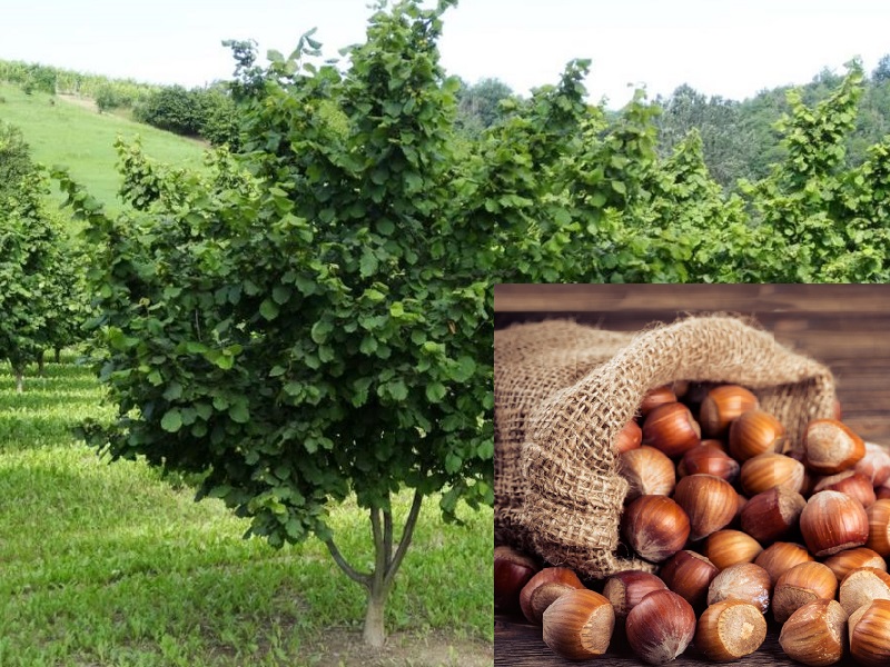 La Nocciola dell’Etna si prepara alla sua rinascita, al via  l’iter di riconoscimento Igp/ Dop