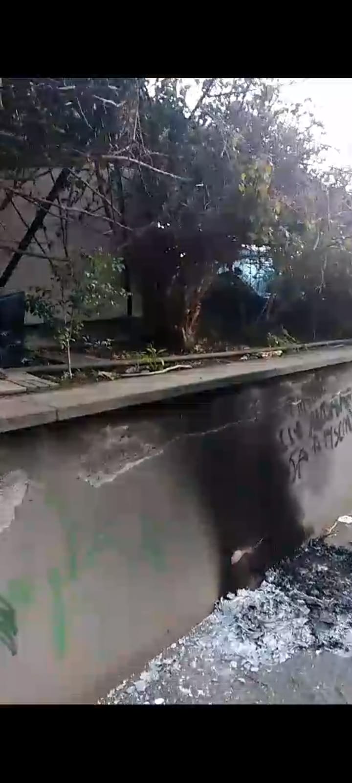 Catania, colonia felina data alle fiamme in via Marchese di Casalotto