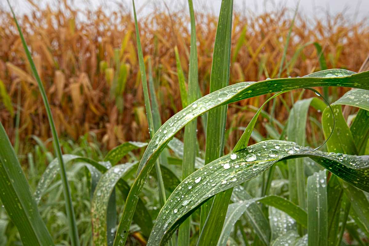 Siccità in Sicilia, il grido d’aiuto dei produttori: “Stato di crisi anche per imprese agroalimentare”