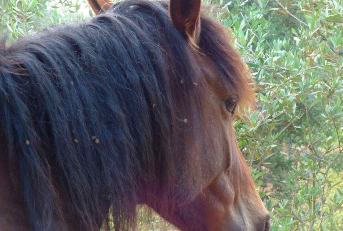 Corse clandestine di cavalli, Rizzi: “Messina una delle città più colpite”