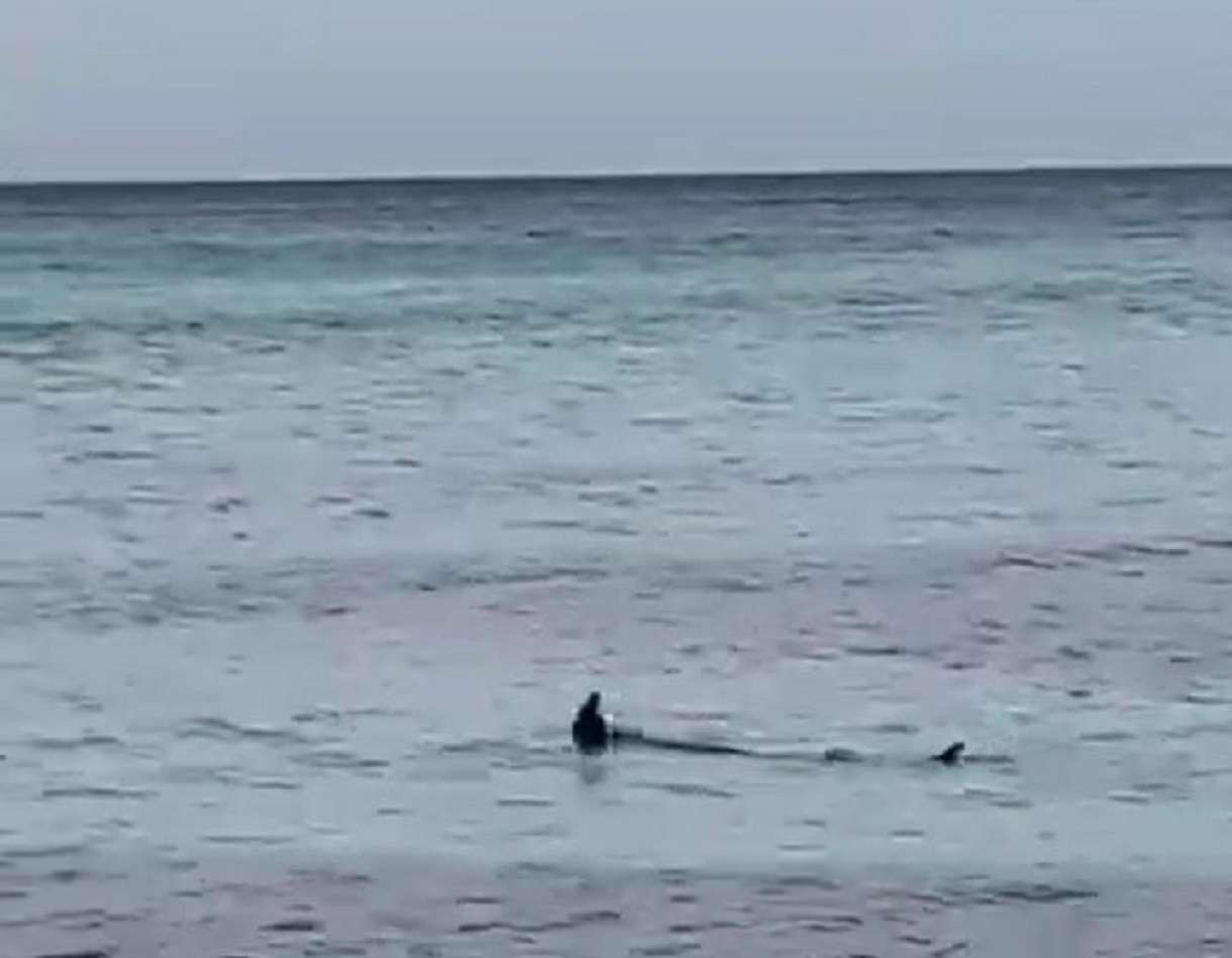 VIDEO | Due squali vicino la spiaggia di Mondello