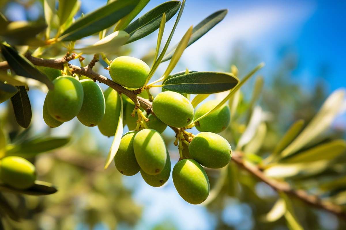 L’Olio ed il consenso