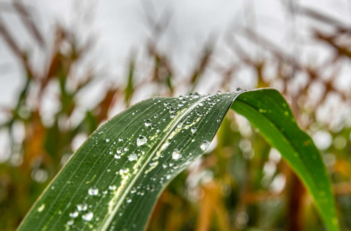 La siccità mette in ginocchio la Sicilia: agli agricoltori un voucher per avere il fieno