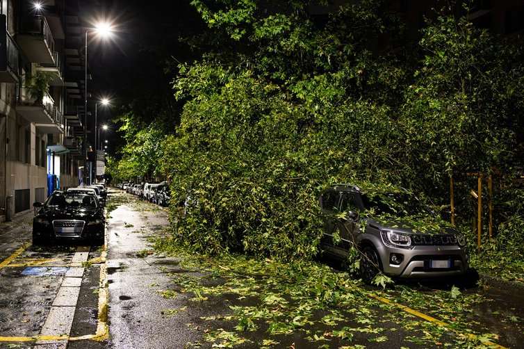 Il vento si abbatte su Palermo: alberi caduti, rifugio di cani danneggiato e disagi in autostrada