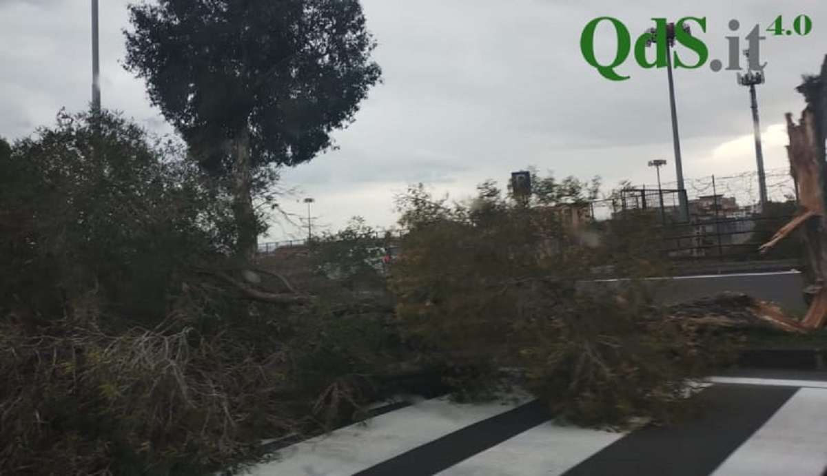 FOTO | Catania, albero caduto in strada: pericolo per automobilisti