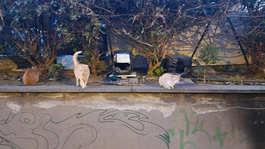 Catania, a fuoco casette dei gatti in zona Stazione