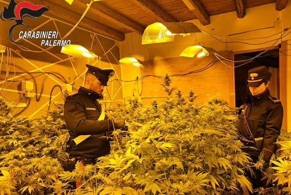 Palermo, 170 piante di cannabis in un appartamento disabitato: arrestate due persone