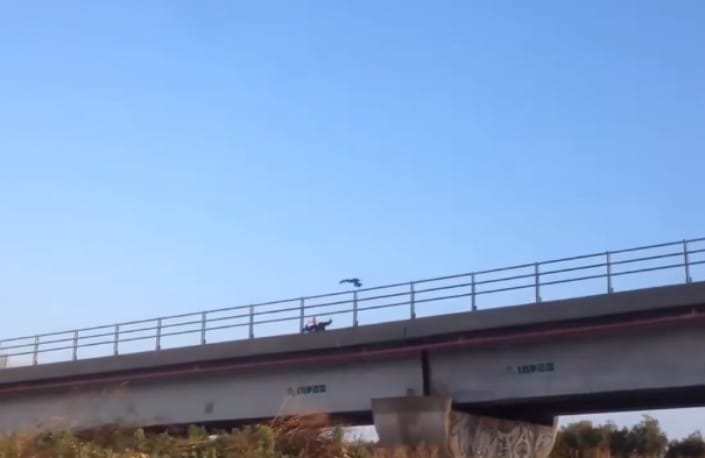 VIDEO | Come in “Uccelli” di Hitchcock, uomo attaccato da corvo: le incredibili immagini