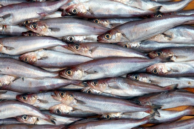 Trapani, scoperto mercato abusivo del pesce: scattano sequestro e maxi sanzione