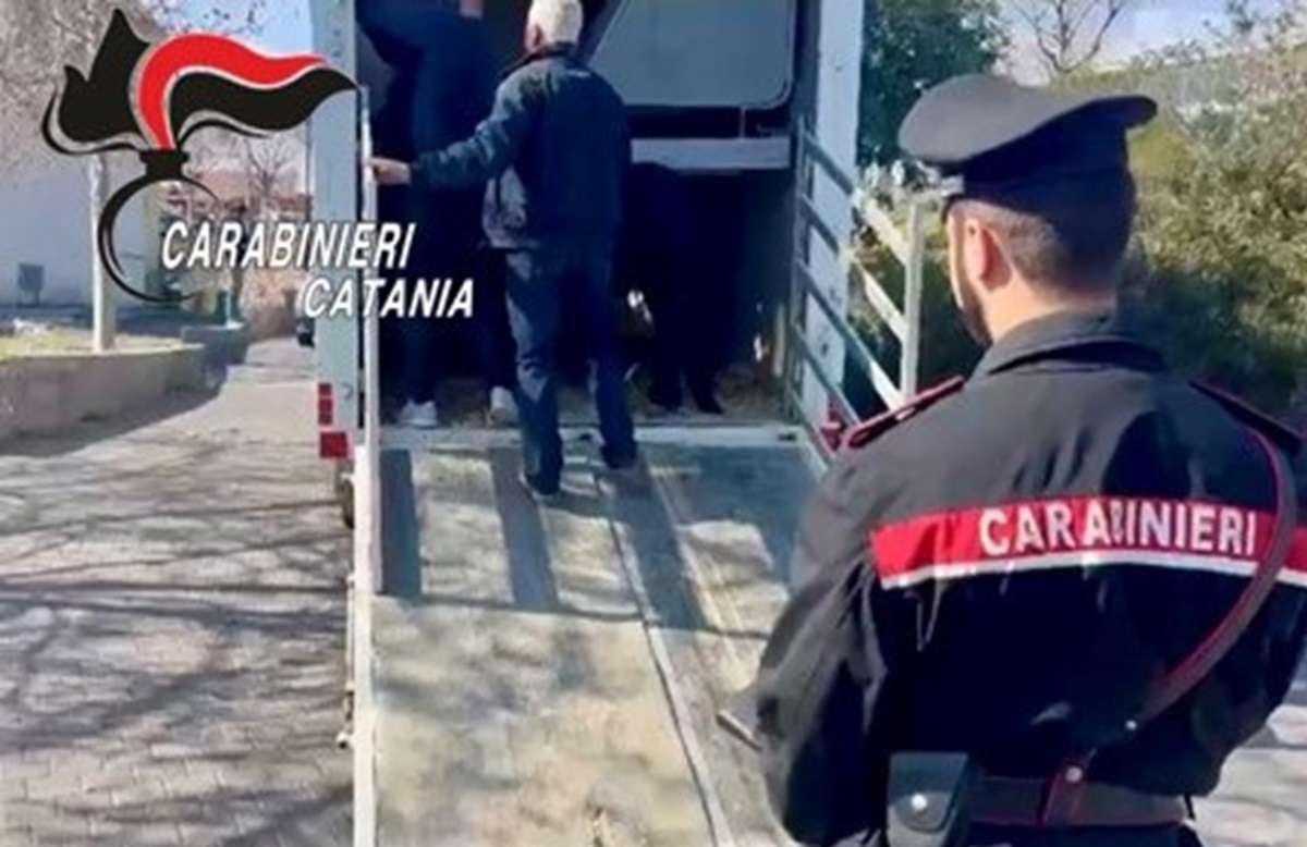 FOTO | Catania, sequestrati due cavalli e una stalla abusiva. La cognata del titolare: “Vi maledico”