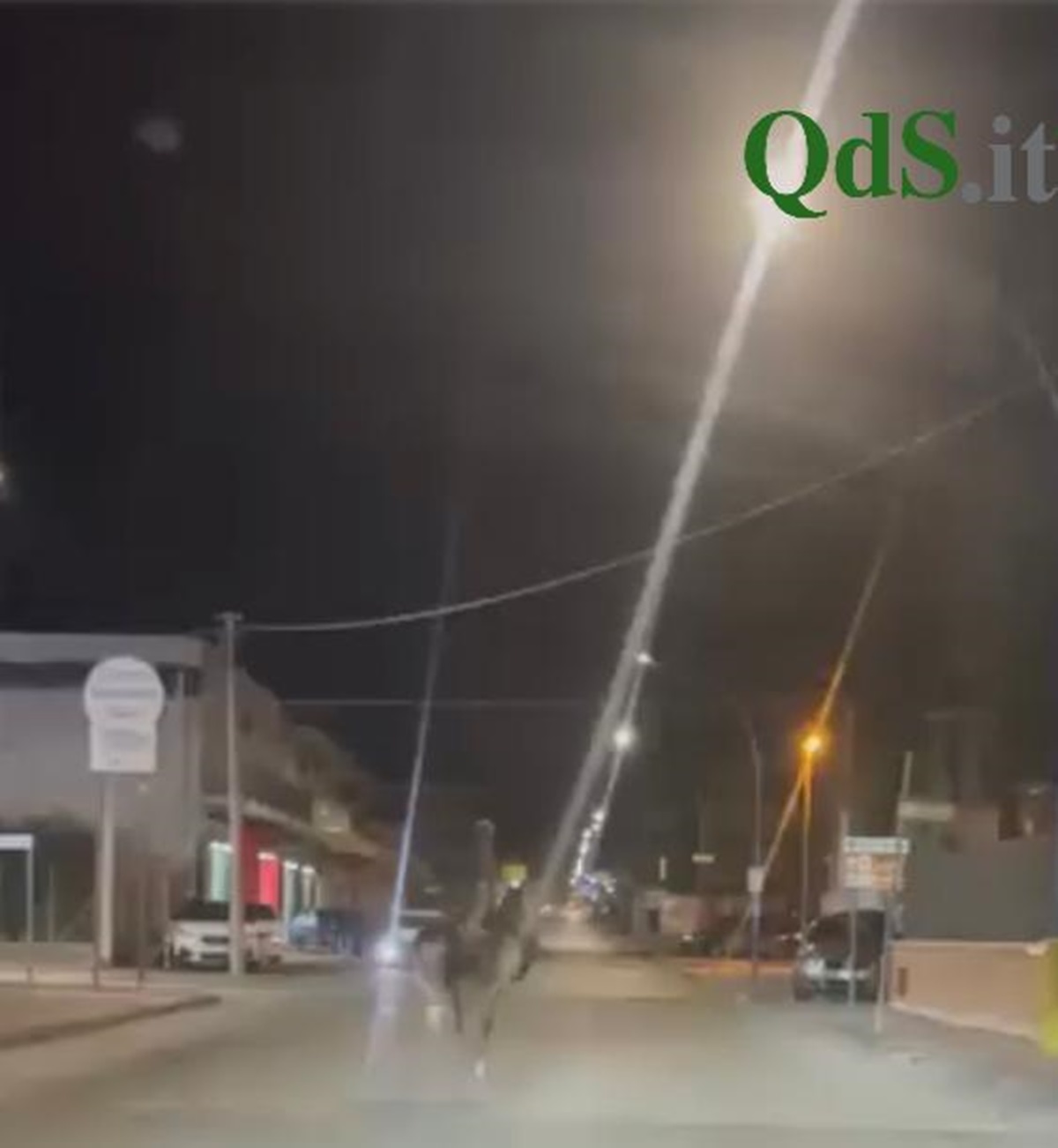 VIDEO | Struzzo bianco investito da un tir sulla Statale 115