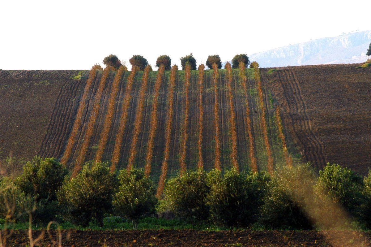 Nuovi corsi di laurea: a Marsala arriva Enologia