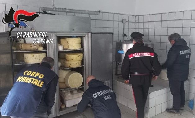 VIDEO | Scoperto caseificio abusivo a San Cristoforo: scatta il sequestro, due denunce