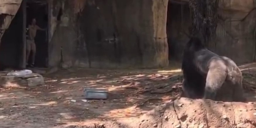 VIDEO | Gorilla infuriato insegue guardiani: paura allo zoo