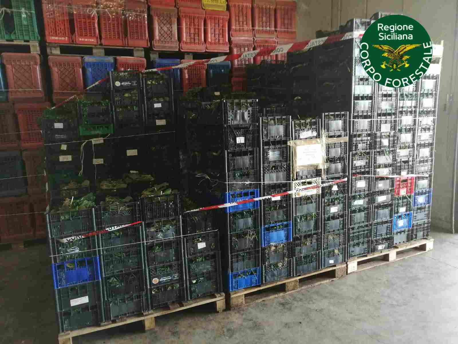 Agroalimentare, in beneficenza 1,5 tonnellate di ortaggi sequestrati dal Noras al Maas di Catania