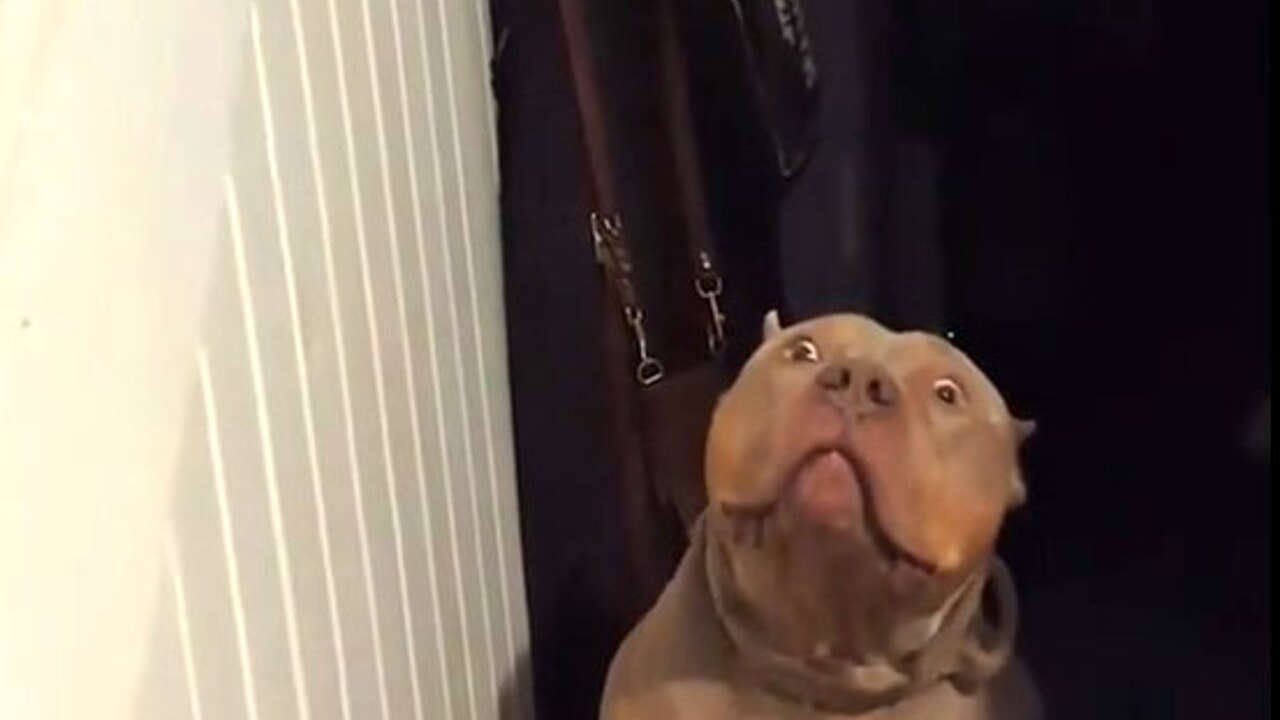 Paura in strada, bambino di 6 anni aggredito dal pitbull di famiglia: salvo per miracolo