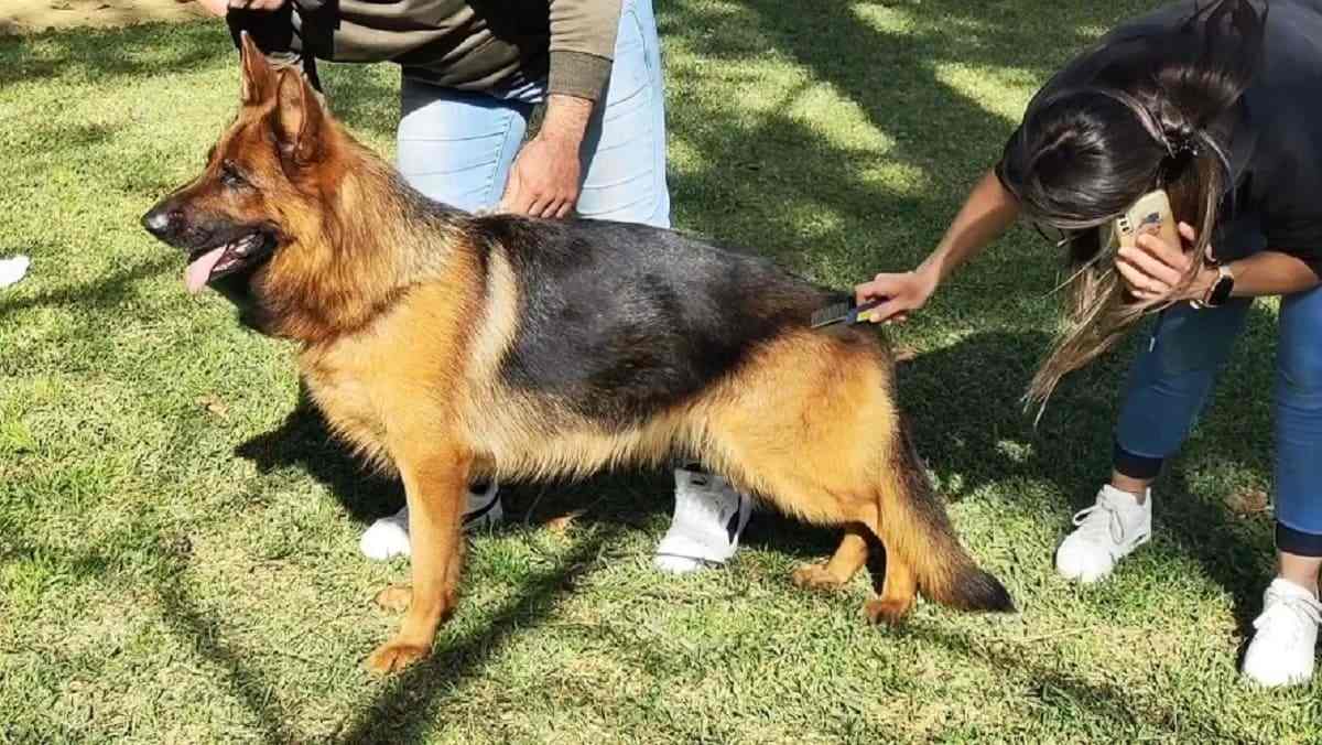 Le Gole dell’Alcantara e la strada del turismo cinofilo: è un successo