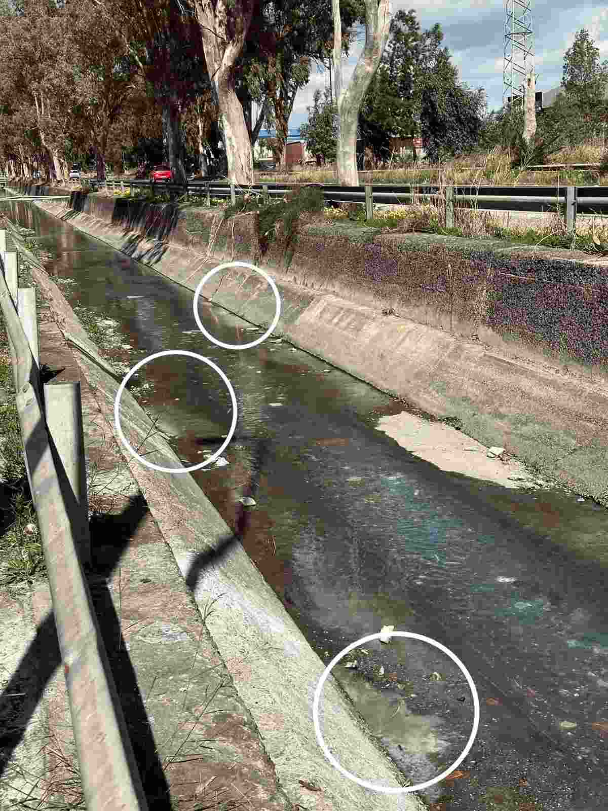 Zona industriale di Catania, moria di anguille nel canale Arci: allarme inquinamento