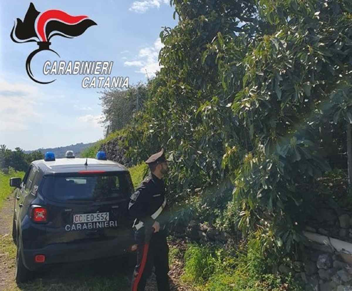 Furto di 130 kg di avocado nel Giarrese e fuga: arrestato