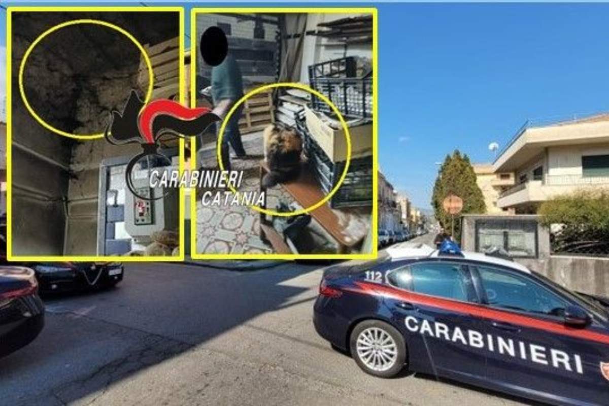 Orari anomali, sporcizia e un gatto tra i panetti: chiuso un panificio a Giarre