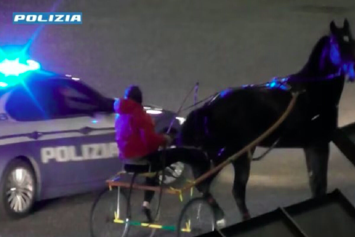 Business, orrore e violenza sugli animali: tra corse clandestine e abusi, la zoomafia “regna” in Sicilia