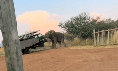 VIDEO | Elefante infastidito scuote il camioncino del safari: paura in Sudafrica