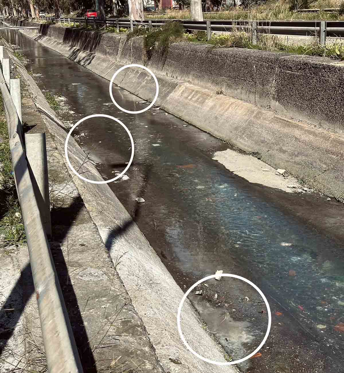 Galleria foto 'Catania, sversati veleni nel Canale Arci. Pesci morti per inquinamento' - foto 1